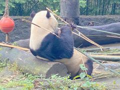 -都江堰中华大熊猫苑