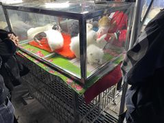 -中环花鸟鱼虫市场
