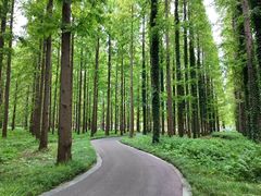 -黄海国家森林公园