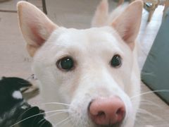 -柴犬高等学院·狗咖·柴犬售卖·宠物训练