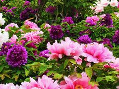 -曹州百花园