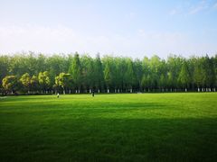 -合肥滨湖国家森林公园