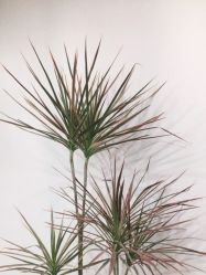 -DX HAIR SALON·发现未知美发沙龙