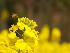 -贵阳市花溪国家城市湿地公园
