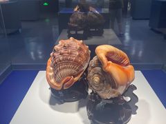 -贝壳王国博物馆