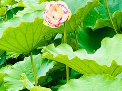 -陈家山荷花公园