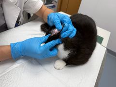 -博特宠物医院24h犬猫全科.骨科·异宠