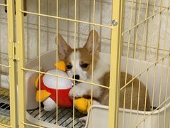 -pd派德宠物中心医院24H急重症·眼科中心·血液透析中心(嵩山北路店)