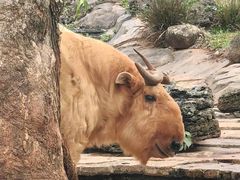 -海南热带野生动植物园