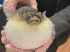 -肆月河豚·新淮扬(金融街店)