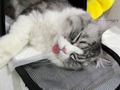 -纳吉亚猫专科动物医院·北北分院