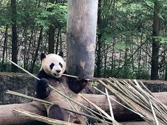 -都江堰中华大熊猫苑