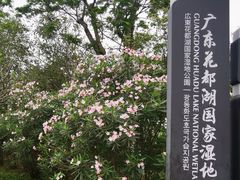 -广东花都湖国家湿地公园