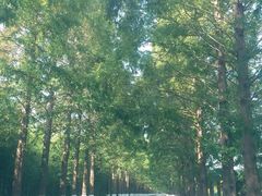 -黄海国家森林公园