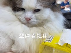 -绒爪撸猫下午茶·猫咖