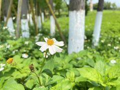 -三垟湿地