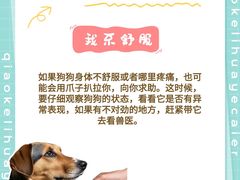 -萌宠之家·腊肠犬·马尔泰·小体犬舍