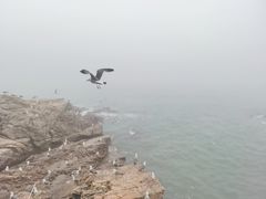 -摩天岭风景区