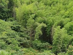 -宁波浙东大竹海景区