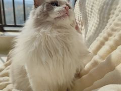 -喵zoo家庭繁育猫舍(尖东智能花园店)