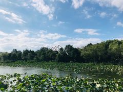 -新江湾城公园