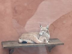 -青藏高原野生动物园