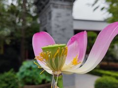 -西安大兴善寺