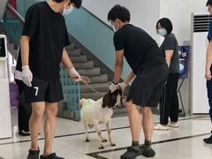 -派美特宠物医院·核磁CT·骨科肿瘤·疑难转诊(沈农禾丰店)