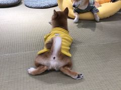 -逗柴咖啡屋·狗咖猫咖宠物桌游