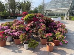 -南山植物园