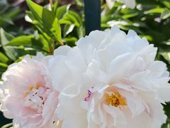 -洛阳市隋唐城遗址植物园