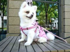 -艾贝尔宠物诊疗