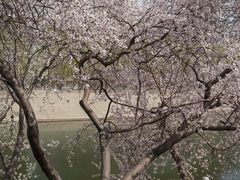-桃花堤公园