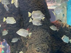 -石家庄海洋公园