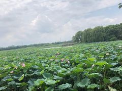 -荷塘月色湿地公园·向阳花洲
