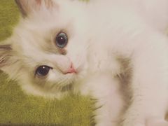 -北京恒爱动物医院(清景园分院)