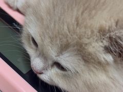 -安安宠医宠物医院·异宠·犬猫内科(岳阳分院)