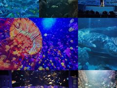 -海合安青岛极地海洋公园