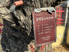 -千年枣林游览区
