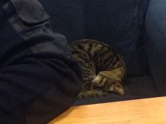 -猫的天空之城概念书店(西塘古镇店)