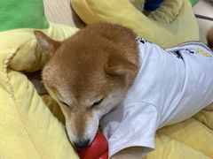 -逗柴咖啡屋·狗咖猫咖宠物桌游