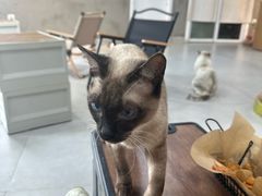 -Heymao猫咖.咖啡厅(东门店)