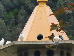 -顺峰山公园