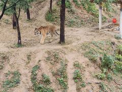 -石家庄市动物园