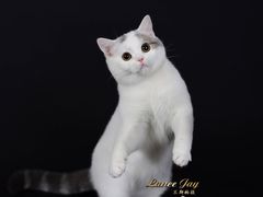 -暖阳宠物医院·犬猫康复中心·骨科