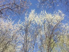 -桃花堤公园