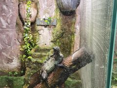 -上海大自然野生昆虫馆