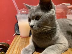-猫色咖啡·猫咖