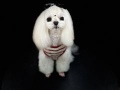 -鑫艺宠物美容培训学校