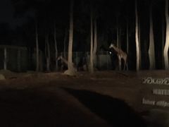 -清迈夜间动物园